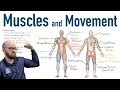 Muscle Functions and Actions
