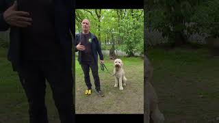 Körpersprache: Dein Hund liest dich