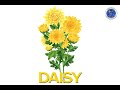 Daisy Color and Language Questions