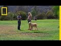 Understanding Social Interactions with Dogs