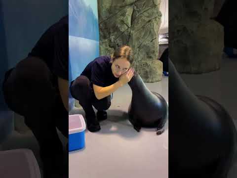Funny seals🤣 #funny #farmanimalct #funnyanimal #funnypet #funnyvideos #seal #sealonline