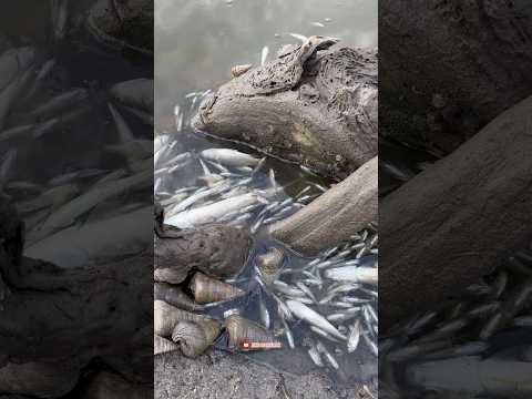 Fenomena ribuan ikan mengapung akibat terkena air laut😱