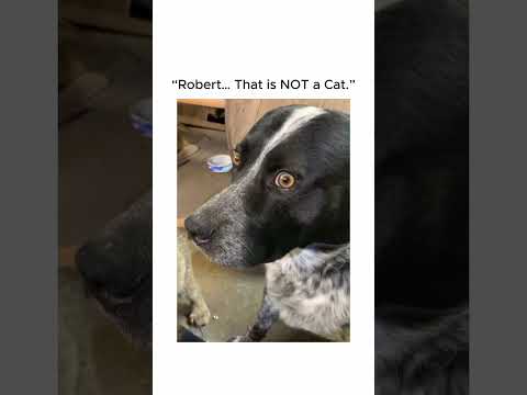 The Dog Knows The Truth