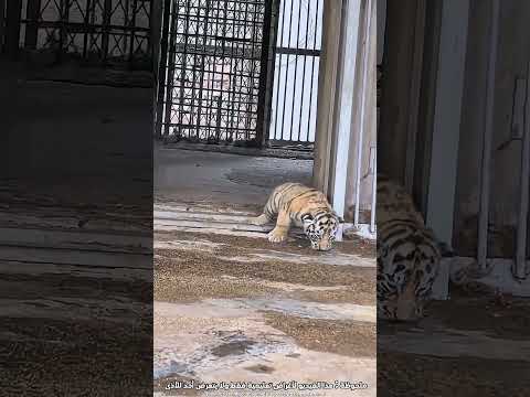 لا تثق بالنمور… حتى لو كان خلف الزجاج 😲