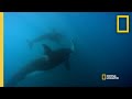 Orca Hunting Techniques on Sevengill Sharks