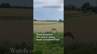 Watch out drivers: Deer may be getting drunk on fermented fruit
