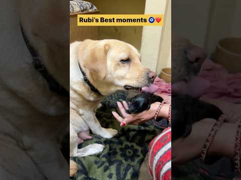 Tere hwale kr diya๐ || labra rubi || #shorts #youtubeshorts #ytshorts #labrador #dog #cute #puppies
