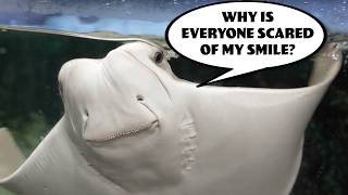 If Ocean Animals Could Talk