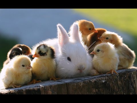 Cute Baby Animals 🐻 | Funny and Cute Moment of the Animals