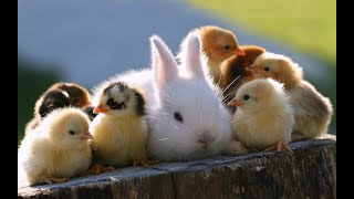Cute Baby Animals 🐻 | Funny and Cute Moment of the Animals