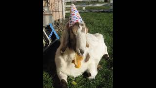 Happy birthday goat🐐 🎉 #messi