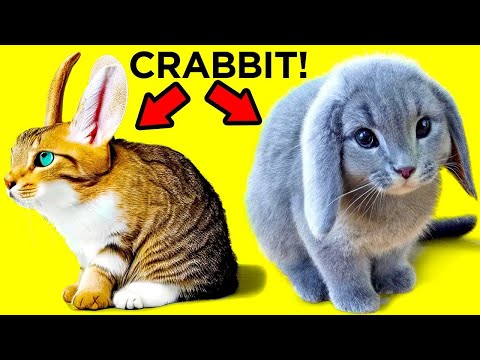 Gatos Anormalmente Extraños Que Realmente Existen