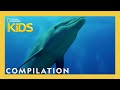 Animal Adaptations and Unique Features