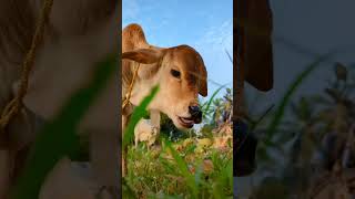 Animal's love💗🐄  #cow #dairyfarmers #savethebestforlast #dairyfarmlife #duet #helpustohelpthem #like