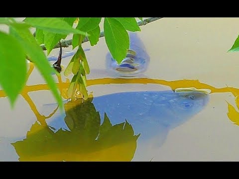 Активный клёв крупного карася. РЫБАЛКА НА ПОПЛАВОК. ПОЙМАЛ НОРМУ ЗА 1 ЧАС.