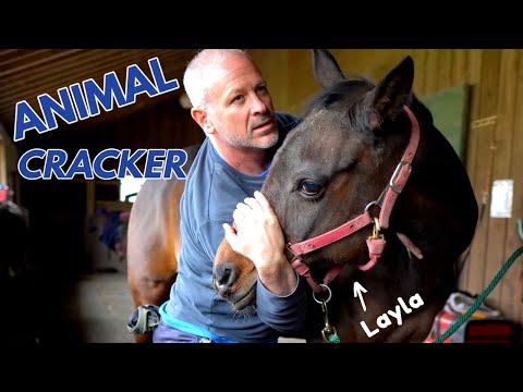 ARABIAN HORSE RESCUED FROM a KILL PEN ~ (2nd Chiro Adjustment)