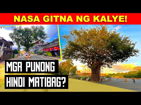 PUNO SA GITNA NG KALYE | Bakit Hindi Matibag Ang Mga Puno Na Ito Sa Gitna Ng Kalsada?