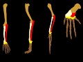 Evolutionary Concepts and Mechanisms