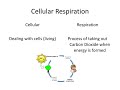 Photosynthesis and Cellular Respiration Concepts