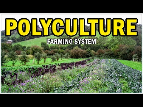 Polyculture Farming System - Intercropping, Agroforestry, Cover Cropping and Permaculture