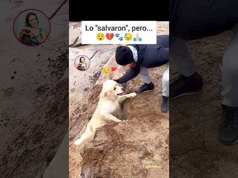 😯🚩 Por qué hizo eso?😓🐾#amor #love #pets #doglover #perros #god #dios #dog #dogshorts #viralvideo
