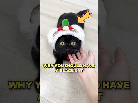 This black cat help its owner found her boyfriend’s hidden fortune