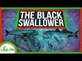 Deep Sea Creatures and the Black Swallower