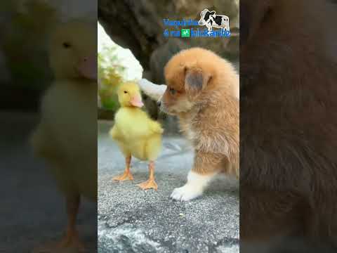 O melhor amigo do cão é o...patinho!