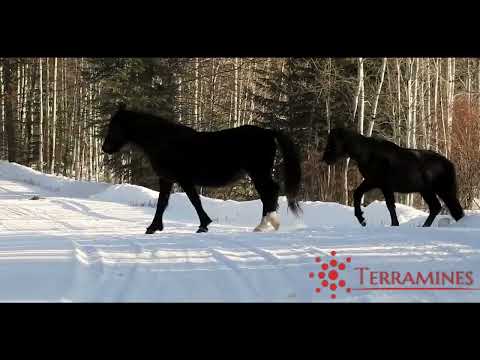 WILD HORSES GRAZING IN THE SNOW | Snowfall