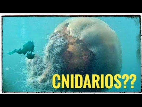 Qué C***gados es un CNIDARIO?? Qué son? y cuáles son sus características??