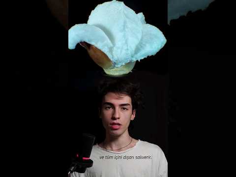 Patlamış Mısır Neden Patlıyor?