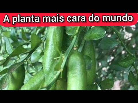 PAGO DOIS MIL REAIS NESTA PLANTA!!!(na idade produtiva)