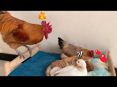 So funny! The rooster caught the cat and the hen having an affair. The duck proved what happened.