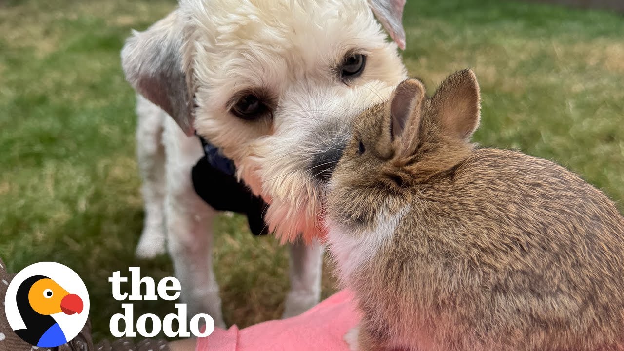 People Kept Driving By Stray Dog In Parking Lot - The Dodo