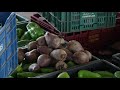 Agrochemicals in Brazil: Usage, Regulation, and Impact