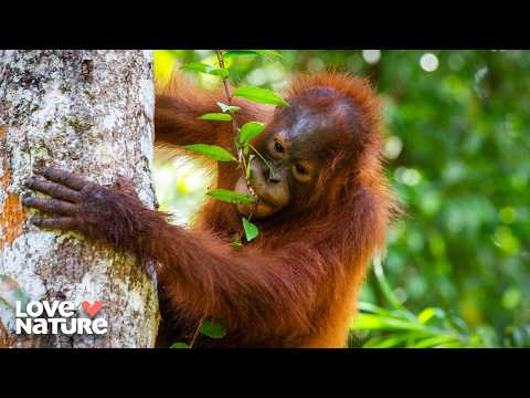 Graduation Day in the Jungle! | Orangutan Jungle School 306