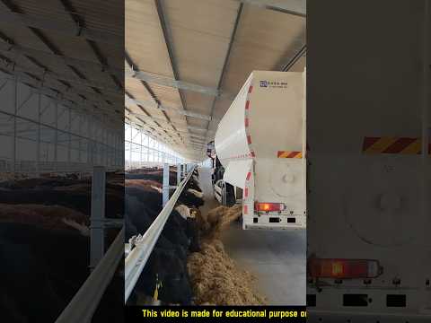 Biggest cow farm in the world #shorts