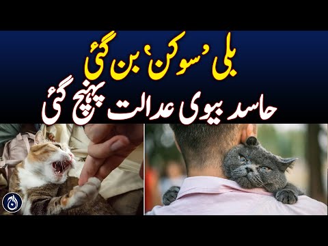 Pet cat becomes 'rival' Wife files case against husband out of jealousy - Aaj News