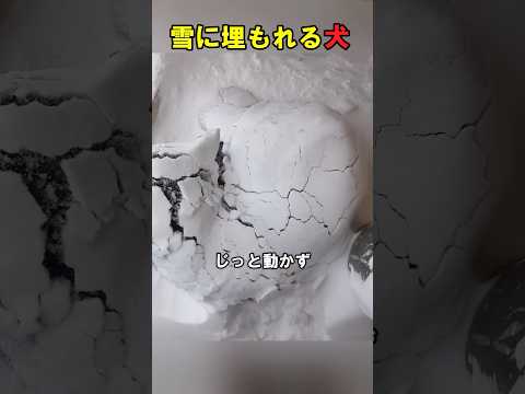 とても寒さに強い犬、シベリアンハスキー