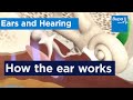 Anatomy of the Human Ear