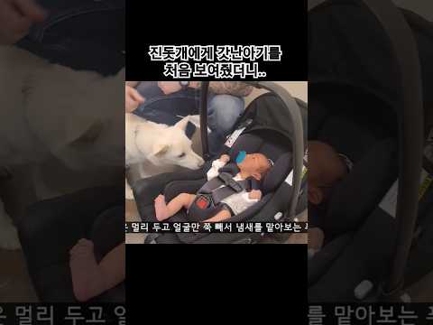 진돗개에게 갓난아기를 보여줬더니..