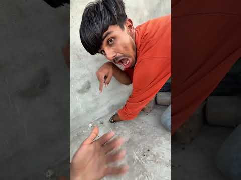 لقد أنقذنا الصيصان الملونة من السحلية