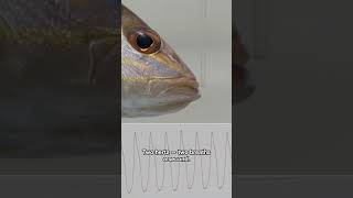These Fish Are Masters of Detecting Electric Signals | #DeepLook #Shorts