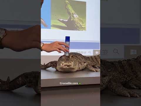 Crocodile Core 🐊 #crocodile #funny #animals