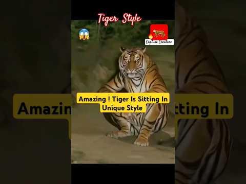 😲Amazing! Tiger Is Sitting in Unique Style 💥🐅🤟 #hukum #tiger #jailer #yt #2424 #2024shorts #short