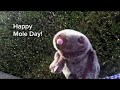 Understanding Moles in Chemistry