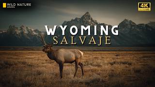 WYOMING — Un Mundo Antiguo Donde la Vida Silvestre No Sobrevive… Domina | Documental Animal