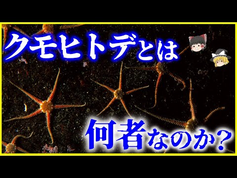 【ゆっくり解説】ヒトデではない…海の掃除屋「クモヒトデ」とは何者なのか？を解説/深海に生息する巨大なテズルモズルの謎…日本のクモヒトデ化石