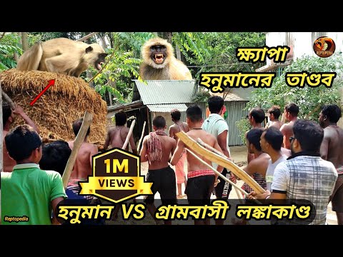 খ্যাপা হনুমানের ভয়ঙ্কর তান্ডবে আহত গ্ৰামবাসী | Dangerous Animal Attack | Langur Attack | Reptopedia