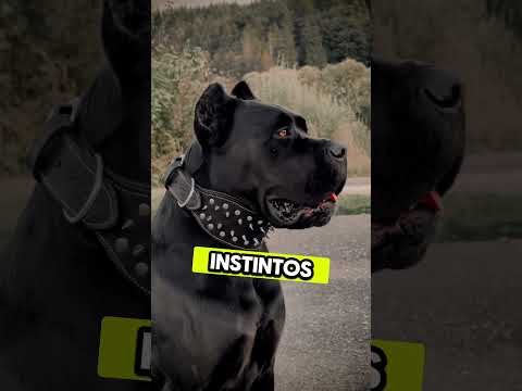 "El Dogo Argentino Frente a los Perros Más Fuertes del Mundo 🐕⚔️"